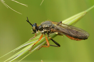 Closeup on the common red-legged robberfly, Dioctria rufipes, sitting on a grass straw