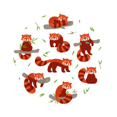 Red or lesser panda characters in circle, flat vector illustration isolated. © Kudryavtsev