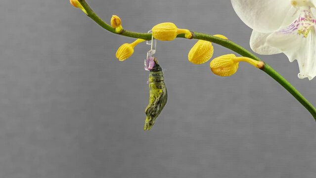 Butterfly Papilio Lowi malayanus hatching out of pupa to butterfly Timelapse 4K