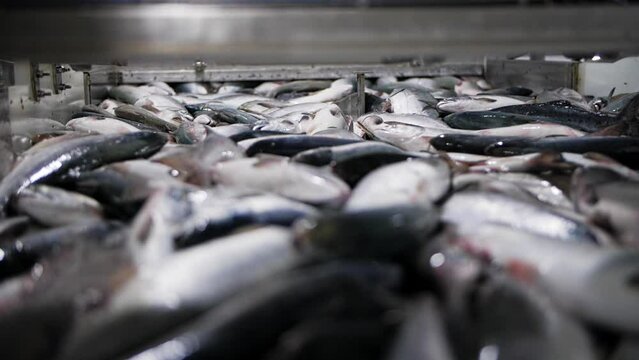 Freshly caught red fish moves on a conveyor belt