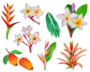 set of hand draw watercolor tropic plants