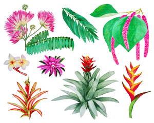 set of hand draw watercolor tropic plants