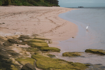 Ave tropical de Playa en Isla Fitzroy australiana, el hermoso paraíso tropical de Cairns en Queensland