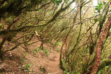 Viewpoint Pico del Inglès in the north of Tenerife