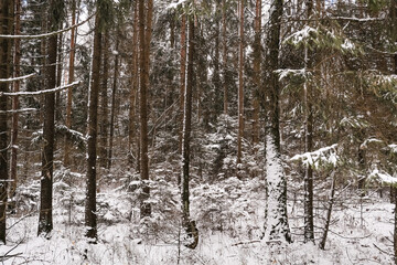 Winter forest with snow,Christmas background.covered frost trees snowdrifts. Magical winter forest. Natural landscape travel outdoors, hiking,spending time outdoors,winter travel,christmas forest.