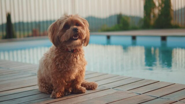 Cute brown Havanese dog sitting next to the clear blue swimming pool in the resort. He is smiling and enjoying summer vacation. The sun is slowly setting down and creating beautiful orange light. 