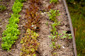 Wooden vegetable bed box with soil in the home garden. Ecology and homegrowing concept