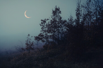 Obraz na płótnie Canvas moon and trees, dark landscape at twilight