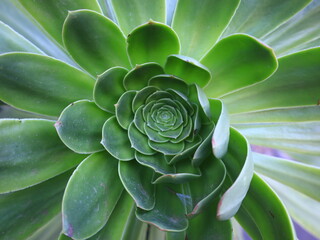 view on a plant in the Palmetum located in Santa Cruz de Tenerife, Canary Islands