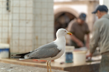 Seagull at the fishing market