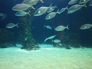 View on fish in the Loro Parque located in the city of  Puerto de la Cruz on Tenerife.