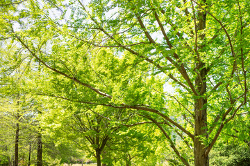 春の日差しを浴びた新緑の木々