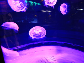 Fototapeta na wymiar View on a jellyfish in the Loro Parque located in the city of Puerto de la Cruz on Tenerife. 