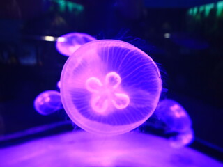 View on a jellyfish in the Loro Parque located in the city of Puerto de la Cruz on Tenerife.
