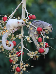 A female mosaic sugar glider and a male leucistic sugar glider are looking for food in a palm...
