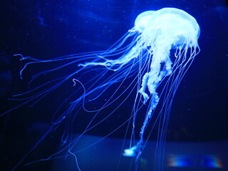 View on a jellyfish in the Loro Parque located in the city of Puerto de la Cruz on Tenerife.
