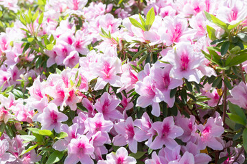 ピンクのアザレアの花