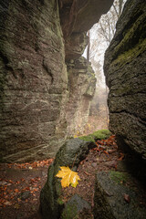 Felsspalte im Wald