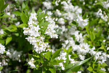 白いヒメウツギの花