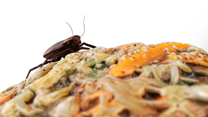 Close up cockroach  standing on the food.