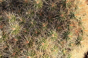 View on cactus in the Cactualdea Park of Gran Canaria