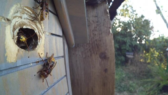 Hornisse (Vespa crabro) bringt Baumaterial zum Nistkasten