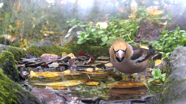 Kernbei&szlig;er&nbsp;(Coccothraustes coccothraustes) badet
