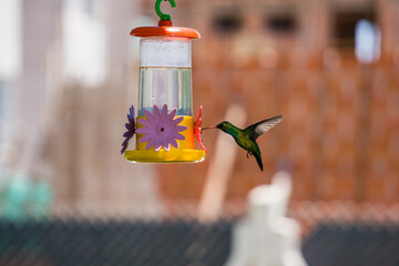 Colibrí alimentándose de mentiras  © Juanif16