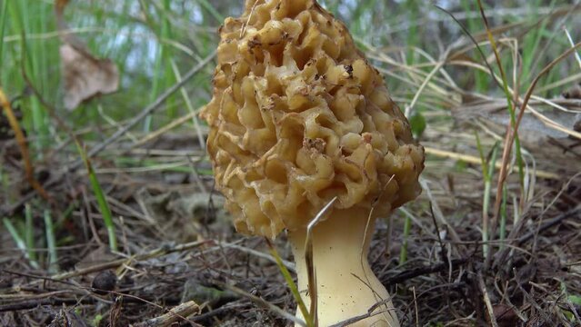 Fungus Yellow morel (Morchella esculenta) - commonly known as common morel, morel mushroom and sponge morel