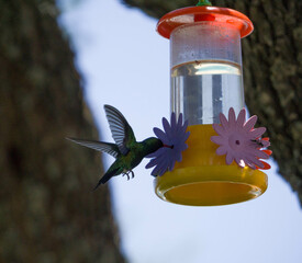Colibrí alimentándose de mentiras  © Juanif16