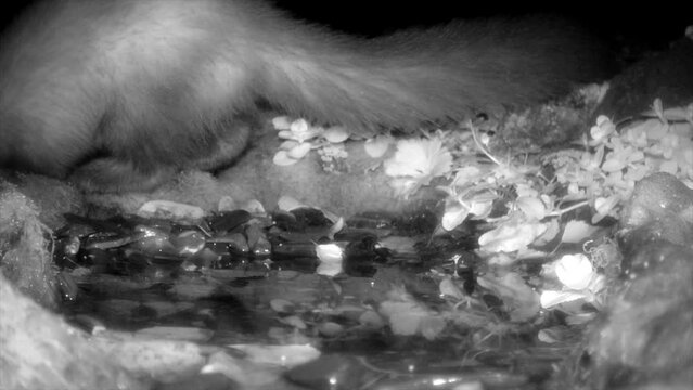 Steinmarder trinkt nachts am Wasserstelle

