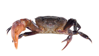 crab on transparent png - obrazy, fototapety, plakaty