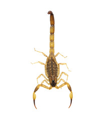 Scorpion  isolated on transparent png