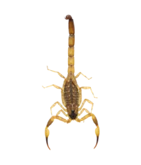 Fotobehang Scorpion  isolated on transparent png © sommai
