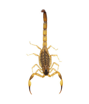 Scorpion  Isolated On Transparent Png