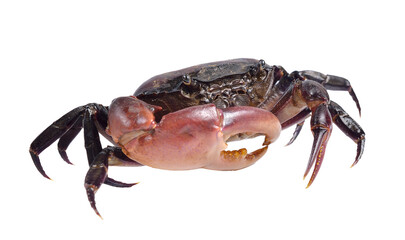 crab on transparent png
