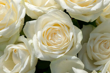 Close Up Of A White Rose At Amsterdam The Netherlands 2-7-2020