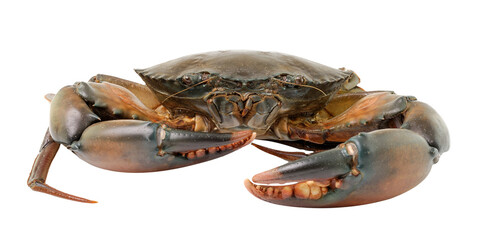  sea crab isolated on transparent png - obrazy, fototapety, plakaty