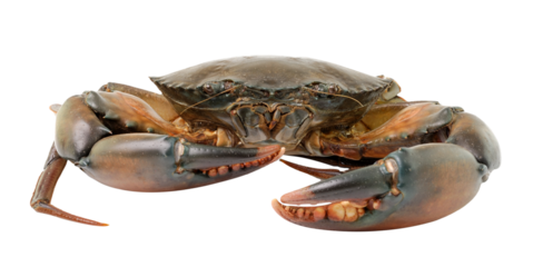  sea crab isolated on transparent png
