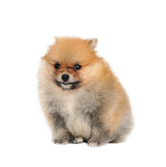 Pomeranian Spitz dog. Portrait on transparent png