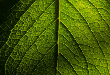 Detalhes de folha fresca em foto macro