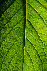 Detalhes de folha fresca em foto macro