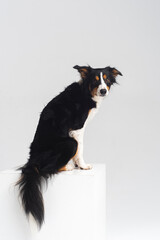 Tricolour border collie in a white studio sit stay tricks tongue  