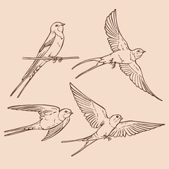 Set of flying swallow. Hand drawn illustration converted to vector.