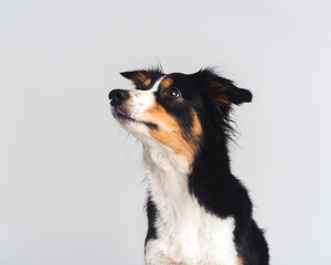 Tricolour border collie in a white studio sit stay tricks tongue  
