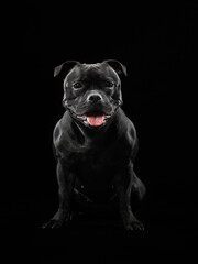 Portrait of a black dog on a black background