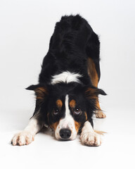 Tricolour border collie in a white studio sit stay tricks tongue  