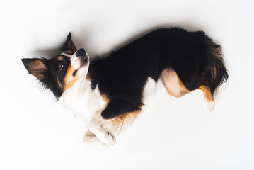 Obraz premium Tricolour border collie in a white studio sit stay tricks tongue 