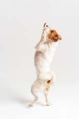 Fototapeta premium white and red parson terrier playing sit stay in white studio isolated