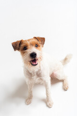 tricolour border collie and parson terrier sit stay starring together in white studio